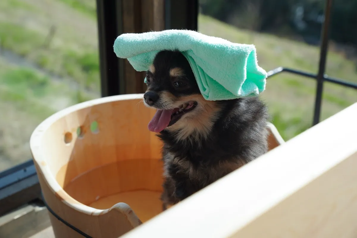 ひのき風呂に入る犬