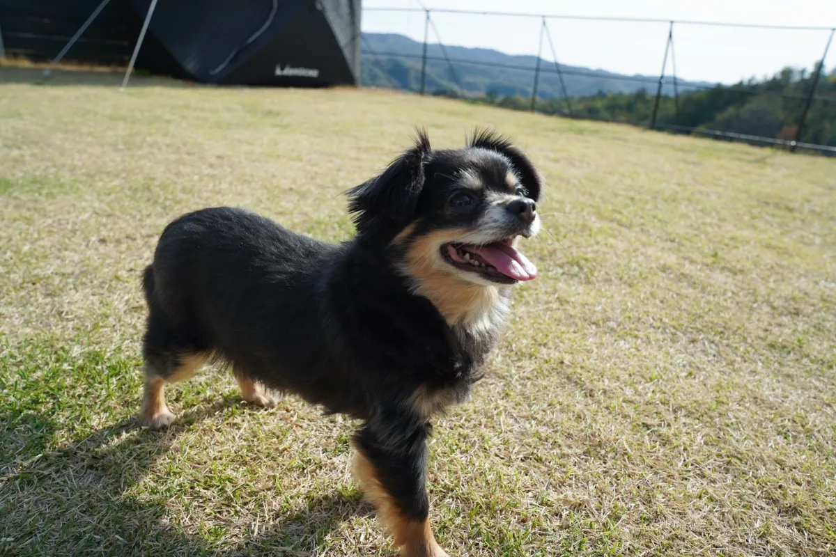 ランで遊ぶ犬