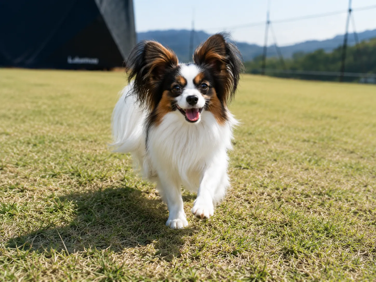 芝生でのびのび過ごす愛犬