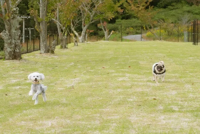 ドッグラン