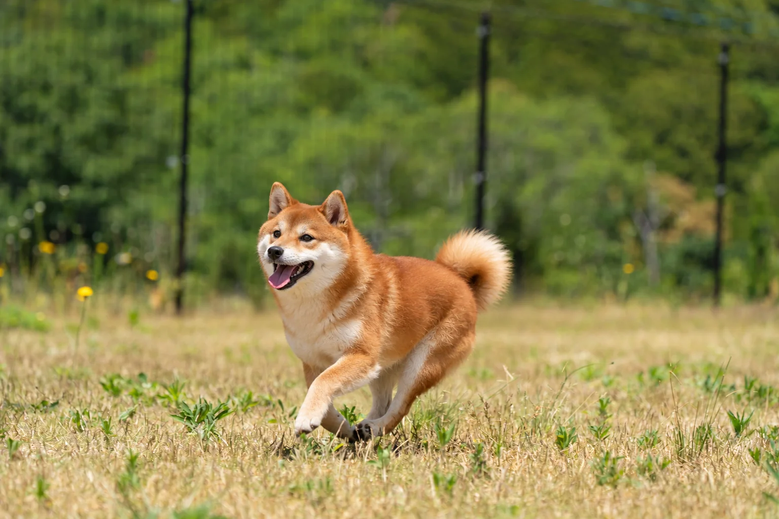 天然芝ドッグランを元気に走る柴犬