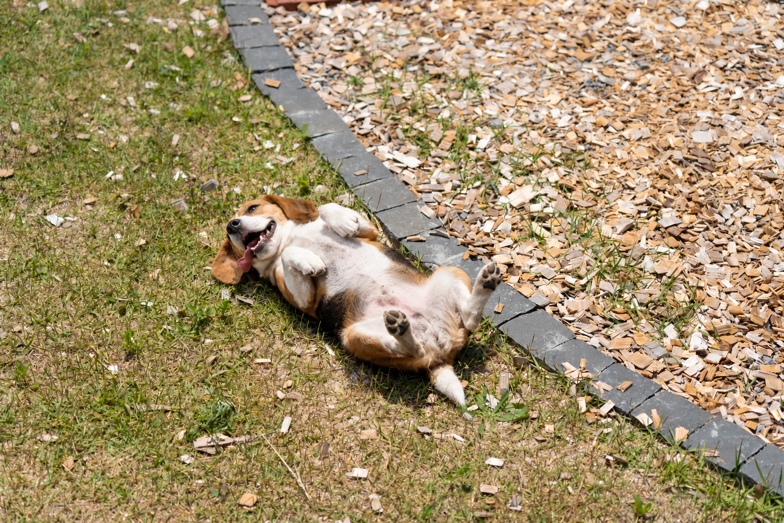 芝生の上で寝転ぶビーグル