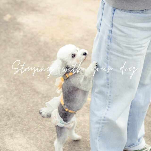 グランドーム神戸天空でございます🍂

先日は、わんわんフェスタにたくさんの方にご来場していただきました✨

✼••┈┈┈••✼••┈┈┈••✼••┈┈┈••✼••┈┈┈••✼

グランドーム神戸天空では大切な愛犬と宿泊していただける
「スパスイートスイートドッグ」がございます🐶💛
「スパスイートスイートドッグ」にはわんちゃん専用の
備品をご用意！！

【わんちゃん🐶アメニティ】
・シャンプー
・サイズ別オムツ(サイズ　Ｓ・Ｍ・Ｌ）
・ペットシート
・ゲージ
・ごはんトレー/水トレー
・ひのきのお風呂
・消臭スプレー

┈┈┈┈┈宿泊可能なわんちゃん┈┈┈┈┈┈
〇小・中型犬（25kg未満)は3匹まで
〇大型犬（25kg以上）は２匹まで

┈┈┈┈┈それ以上の追加料金┈┈┈┈┈┈┈
〇小・中型犬　2.200円　
〇大型犬　  3.300円　

〈💡上限5匹まで〉

┈┈┈┈┈必要書類┈┈┈┈┈┈┈┈┈┈ 
①「狂犬病予防接種注射証明書」
②「混合ワクチン防接種注射証明書」

同意書の記入もお願いしています。

✼••┈┈┈••✼••┈┈┈••✼••┈┈┈••✼••┈┈┈••✼

詳しくはプロフィールリンク🔗よりHPへ

皆様のご来場、スタッフ一同、心よりお待ちしております。

#グランドーム神戸天空
#銀河の湯
#神戸天空
#glampdome
#glampdome神戸天空
#グランドーム神戸天空スパスイート
#グランピング
#サウナ
#サ活
#温泉
#天然温泉
#sauna
#glamping
#自然界隈
#犬と泊まれる宿
#神戸夜景
#テントサウナ
#バレルサウナ
#旅游
#夜景キャンプ
#神戸夕日
#グランドーム神戸天空