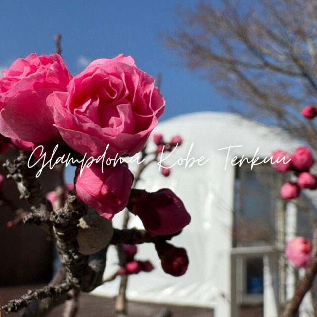 グランドーム神戸天空です🌿

3月のグランドーム神戸天空は、暖かく穏やかな日が続き、とても過ごしやすい季節になってきました☀️
春のやさしい空気の中で、ゆったりとした時間をお過ごしいただけます。

プライベートビューテラス「水星」のお部屋の前には、きれいな梅の花が咲いています🌸
春の訪れを感じながら、テラスで景色を眺めるひとときは、この季節ならではの特別な時間です✨

梅の花のほかにも、グランドーム神戸天空では少しずつ春の自然を感じられる景色が広がっています🌿
自然に囲まれた空間で、日常を離れてゆったりとした春のひとときをお楽しみください。

皆さまのお越しを、グランドーム神戸天空にて心よりお待ちしております😊

※お部屋のご指定につきましては、できる限りご要望に沿えるよう手配いたしますが、ご予約状況や他のお客様との兼ね合いにより、ご希望に添えない場合がございます。あらかじめご了承くださいませ。

#神戸天空リゾート
#グランドーム神戸天空
#glampdomekobetenku
#グランピング
#天然温泉
#神戸旅行
#犬と泊まれる宿
#犬とお出かけ
#バレルサウナ
#温泉付きグランピング
#自然
#グランピング関西
#温泉