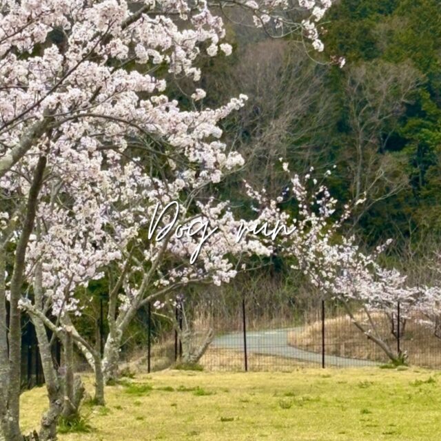 こんにちは、グランドーム神戸天空です🌿

4月に入り、ぽかぽかと春らしい季節になってきましたね☺️

グランドーム神戸天空では、桜がちょうど見頃を迎えています🌸
特にご宿泊者様専用のドッグランでは、たくさんの桜が咲いていてとても綺麗です🐶✨

桜に囲まれたドッグランで、わんちゃんを思いっきり走らせてみませんか？🌸

春だけの特別な景色を、ぜひ一緒にお楽しみください♪
皆さまのお越しをお待ちしております✨

#神戸天空リゾート
#グランドーム神戸天空
#glampdomekobetenku
#グランピング
#天然温泉
#神戸旅行
#犬と泊まれる宿
#犬とお出かけ
#バレルサウナ
#温泉付きグランピング
#自然
#グランピング関西
#温泉