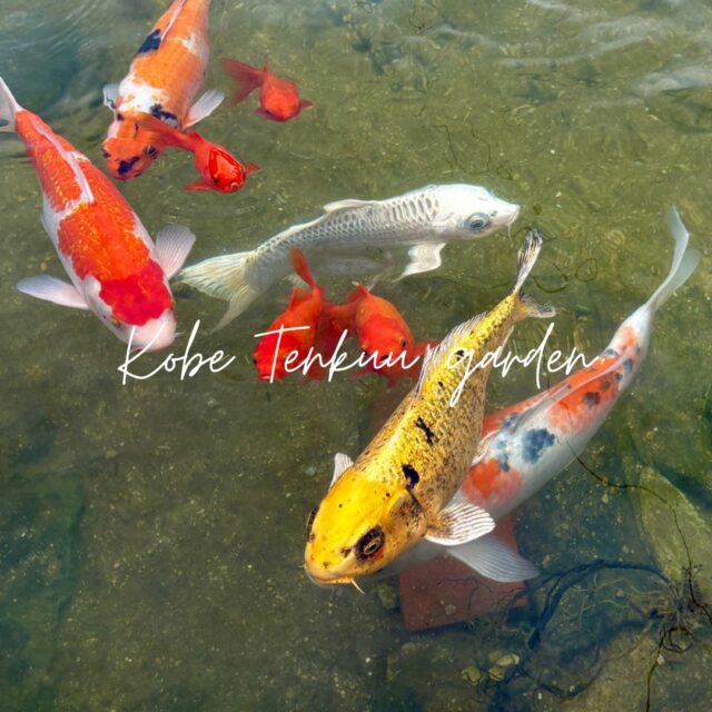 こんにちは☀️
グランドーム神戸天空です！

暖かくて過ごしやすい季節になってきましたね🌿
みなさまいかがお過ごしでしょうか？

今回は自慢のお庭をご紹介✨
4月にスタッフみんなでお花や木の剪定、池の清掃を行いました！
鯉たちも元気に泳いでいます🐟

また、お庭には天空ブランコもございます🌈
大自然を眺めながら、風を全身で感じられる特別な体験です！

ご宿泊のお客様はお庭を自由に散策できますので、
ぜひゆったりお散歩してみてくださいね🚶‍♀️🌸

皆さまのご来館をお待ちしております✨

#神戸天空リゾート
#グランドーム神戸天空
#glampdomekobetenku
#グランピング
#天然温泉
#神戸旅行
#犬と泊まれる宿
#犬とお出かけ
#バレルサウナ
#温泉付きグランピング
#自然
#グランピング関西
#温泉