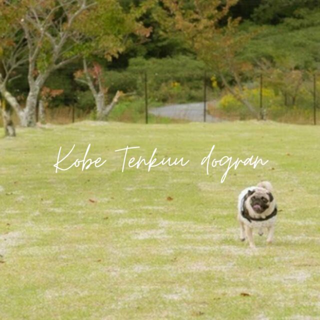 🐶✨ドッグラン プレオープンのお知らせ✨🐶

グランドーム神戸天空のドッグランがプレオープンしました！

これまでご宿泊のお客様限定で開放していましたが、
近隣にお住まいの皆さまや、
「ちょっと愛犬を遊ばせたい♪」という方にもご利用いただけます🌿

北神戸の高台で、広い空の下、
愛犬とのびのびリラックスタイムをお過ごしください☁️

【ご利用案内】
🐾入場料：1頭 500円
※土日祝料金は今後調整予定です

🐾営業時間：8:00〜17:00
プレオープン期間中は【時間無制限】✨

ご利用時には、
✔同意書のご記入
✔リストバンド着用
をお願いしております。

また受付時に、
📄狂犬病予防接種注射済証
📄混合ワクチン予防接種証明書（1年以内／コピー可）
のご提示をお願いいたします。

さらに館内ラウンジエリアも同時プレオープン☕️
ぜひお気軽にお立ち寄りください♪

皆さまとわんちゃんにお会いできるのを楽しみにしております🐕💛

#神戸天空リゾート
#グランドーム神戸天空
#銀河の湯
#神戸天空
#glampdome
#glampdomekobetenku
#グランピング
#温泉
#天然温泉
#sauna
#神戸旅行
#グランピング女子会
#犬と泊まれる宿
#犬とお出かけ
#ドッグラン
#BBQ
#神戸ドッグラン
#温泉付きグランピング
#自然
