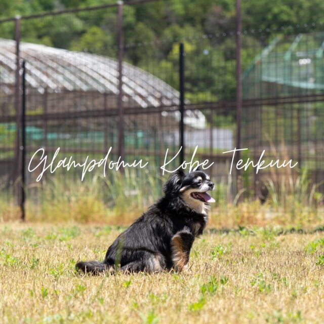 🐾✨ わんちゃんと一緒に遊びに来ませんか？ ✨🐾

グランドーム神戸天空では、
日帰りでご利用いただけるドッグランをご用意しております🐕💛

広々としたドッグランで、わんちゃんとのびのび楽しい時間をお過ごしください♪

┈┈┈┈┈┈┈┈┈┈

🐾 ご利用料金
1頭　500円
※土日祝料金は今後調整予定です

🐾 営業時間
8:00〜17:00
⏰ 時間無制限！

※営業時間・料金等は予告なく変更となる場合がございます。

┈┈┈┈┈┈┈┈┈┈

【ご利用の際のお願い】

✔ 同意書のご記入
✔ リストバンドの着用

また、受付時に下記のご提示をお願いいたします📄

・狂犬病予防接種注射済証
・混合ワクチン予防接種証明書
　（1年以内／コピー可）

┈┈┈┈┈┈┈┈┈┈

☕️ 館内カフェラウンジもぜひ♪

ドッグランでたっぷり遊んだあとは、
カフェラウンジでひと休みするのもおすすめです🐾

わんちゃんとのお出かけに、
ぜひ グランドーム神戸天空へお越しください🌿✨

皆さまとわんちゃんにお会いできるのを
スタッフ一同、楽しみにしております🐕💛

#神戸天空リゾート
#グランドーム神戸天空
#銀河の湯
#神戸天空
#glampdome
#glampdomekobetenku
#グランピング
#温泉
#天然温泉
#sauna
#神戸旅行
#グランピング女子会
#犬と泊まれる宿
#犬とお出かけ
#ドッグラン
#BBQ
#神戸ドッグラン
#温泉付きグランピング
#自然